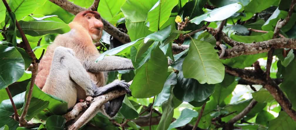 Quando as florestas de turfa são destruídas, os macacos-narigudos perdem o seu espaço vital