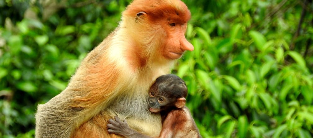 Macaca-nariguda com bebê