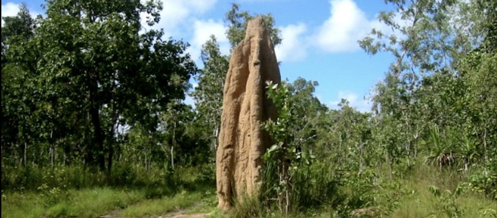 Cupinzeiro