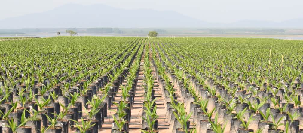 Plantação de palmas de óleo para a produção de biocombustível onde, até recentemente, ainda havia floresta tropical Plantação de palmas de óleo (dendezeiros) com montanhas ao fundo