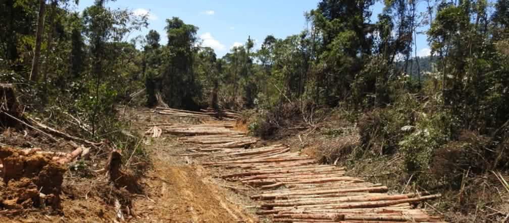 A empresa americana PepsiCo não se importa com o desmatamento da floresta tropical para a produção de óleo de palma (Foto: Jay Ullal, Pepsico; montagem: Salve a Floresta)