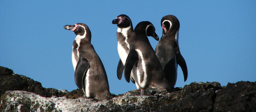 Pinguins no Chile
