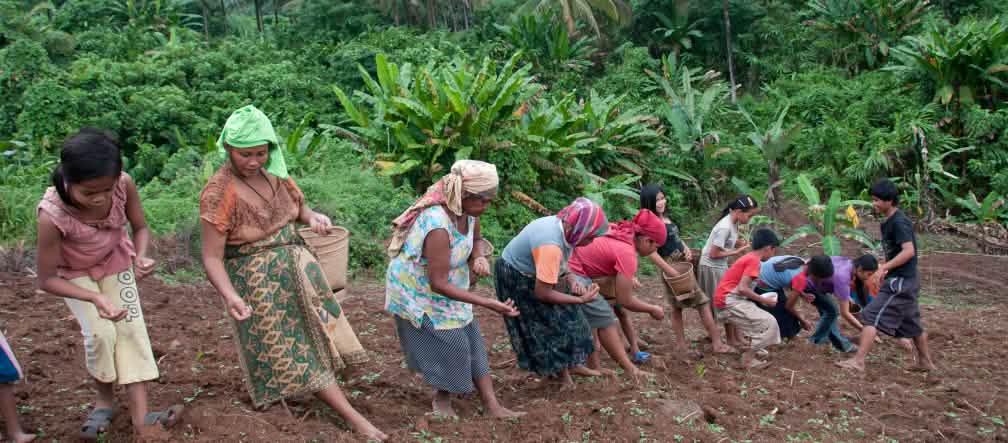 Pessoas indígenas crescendo arroz e vegetais em pequenas partes da floresta. Eles estão em risco de perder seus modos de subsistência se a floresta for desmatada. Mulheres plantando arroz
