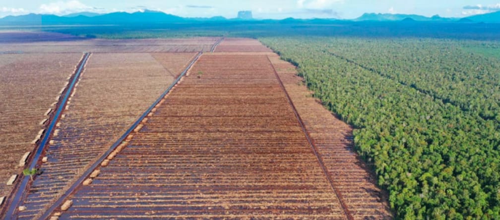 à esquerda, desmatamento feito pela indústria papeleira; à direita, floresta primária