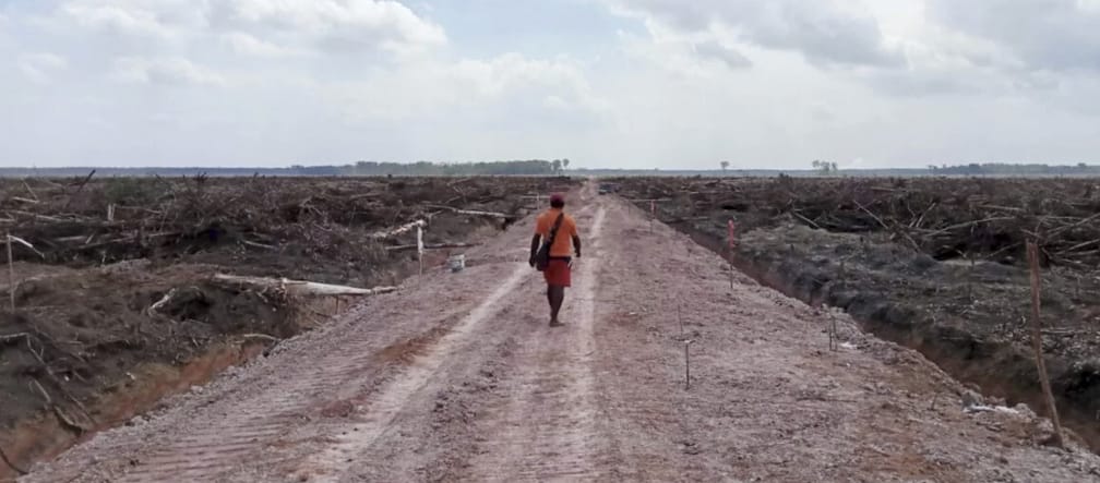 Homem andando em área devastada de ex-floresta