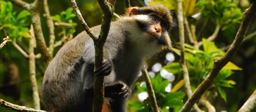 Macaco-de-orelhas vermelhas na Floresta do Ebo em Camarões