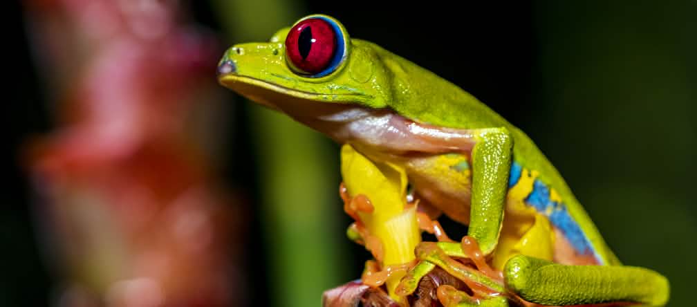 Rã-de-olhos-vermelhos multicolorida sentada em uma flor