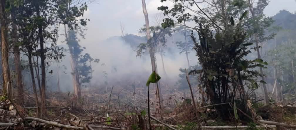 Derrubadas na Reserva Biológica Indio Maíz na Nicarágua