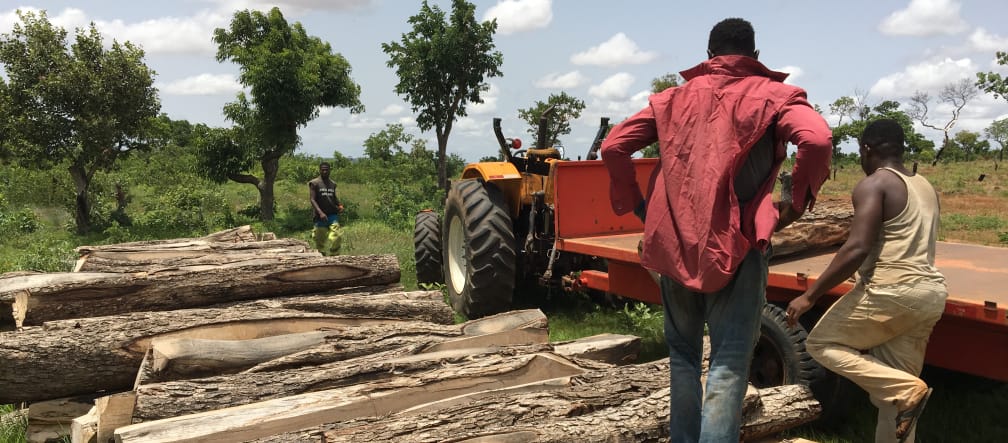 Tronco de jacarandá africano derrubado em Gana