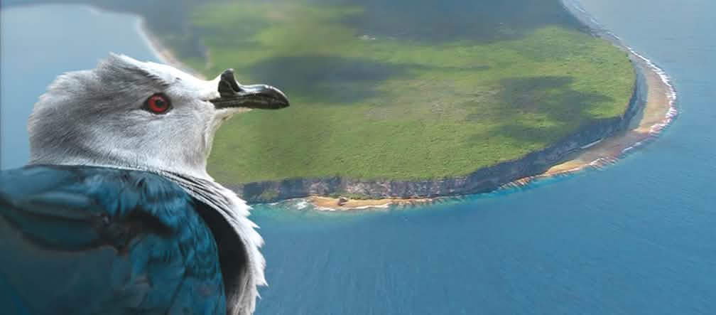 Um pombo-imperial da Polinésia olhando para o atol de Makatea
