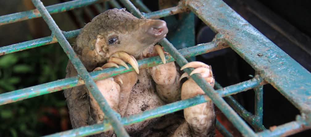 Pangolim engaiolado Pangolim engaiolado no Centro de Conservação de Recursos Naturais de Riau (Indonésia)
