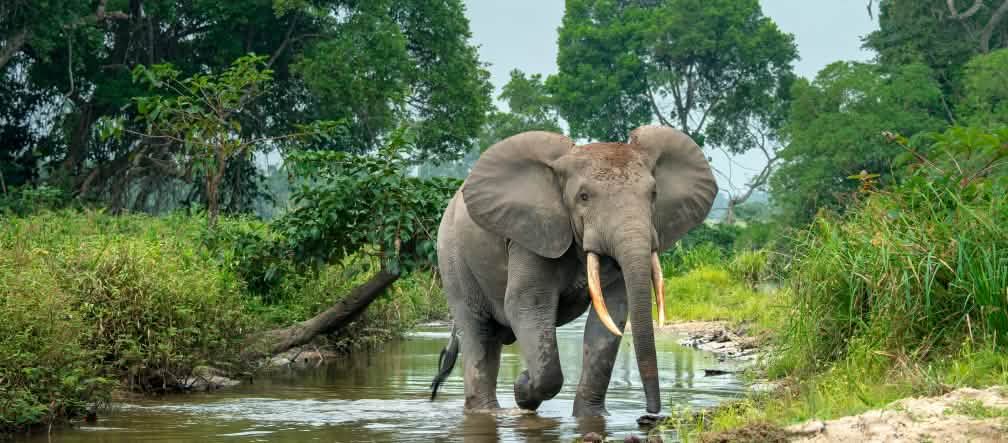 Elefante-da-floresta africano