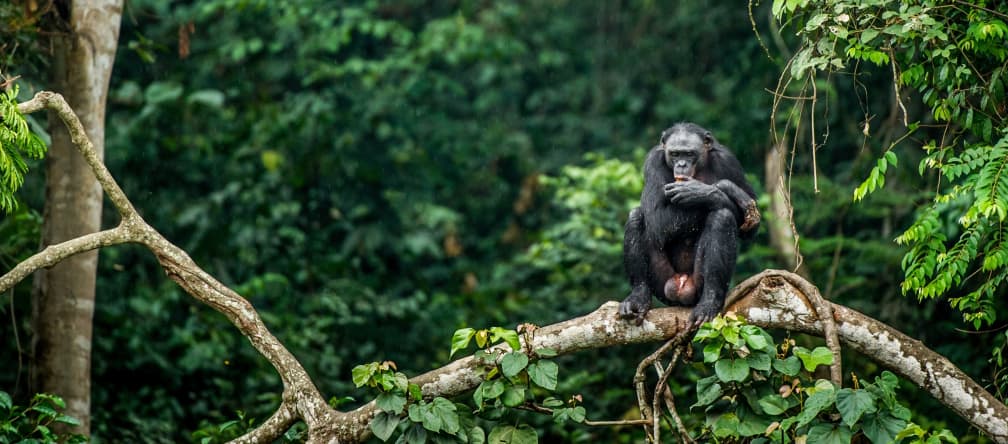 Bonobo em uma árvore no Congo