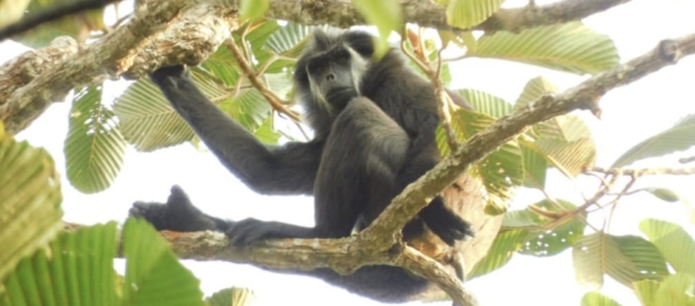 Macaco-rabo-de-porco (Simias concolor) em uma árvore