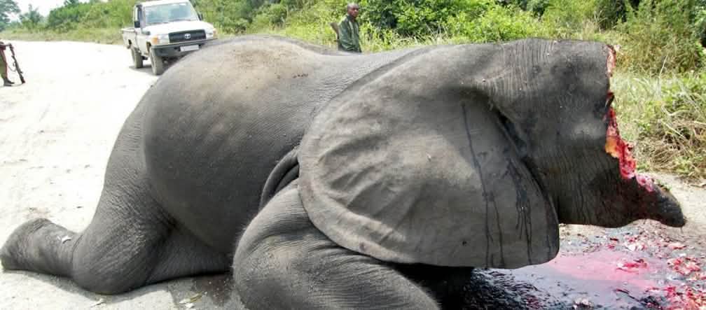 Recém-caçado e traficado como marfim na União Europeia Elefante caçado no Parque Virunga