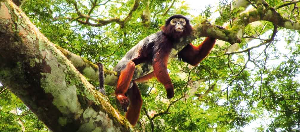 O habitat do macaco piliocolobus é ameaçado por plantações para a produção de óleo de palma