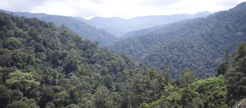Vista da floresta tropical, do alto