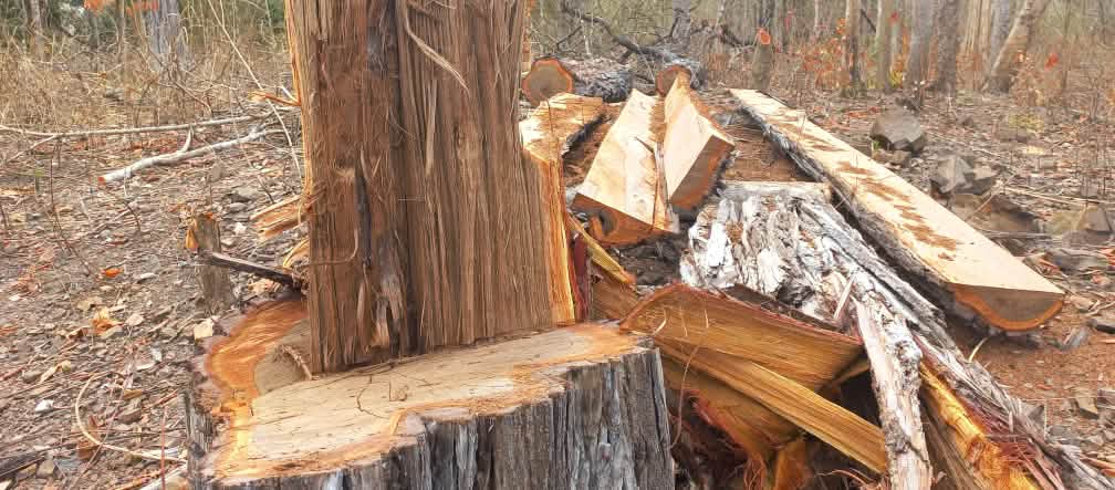 Toco e tábua de uma árvore gigante cortada na floresta