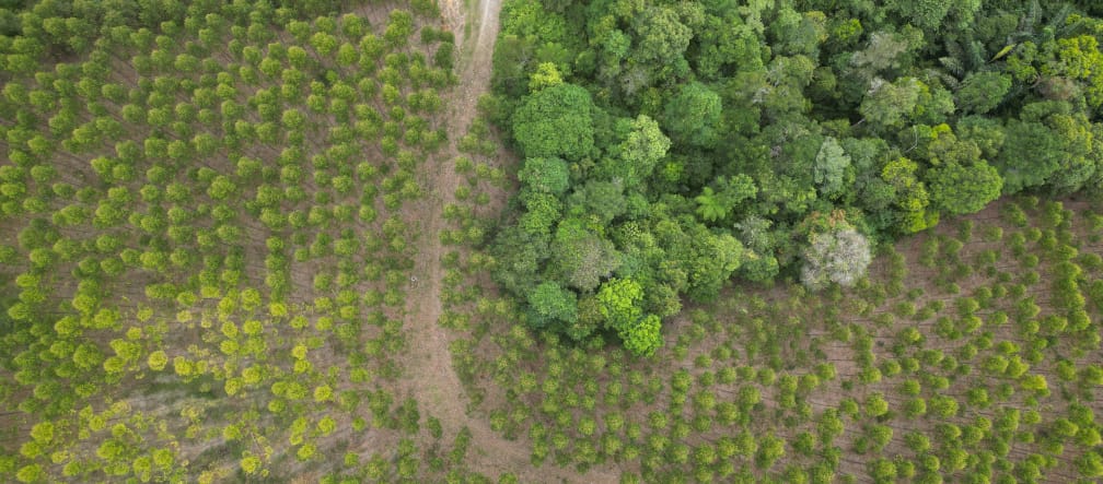 Monoculturas de eucalipto TPL estão expulsando as florestas tropicais