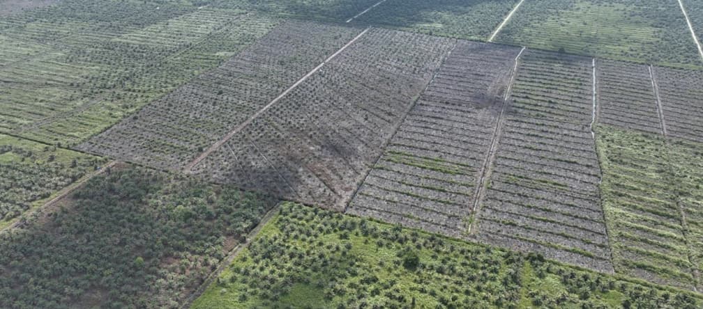 Foto de monocultura tirada por drone