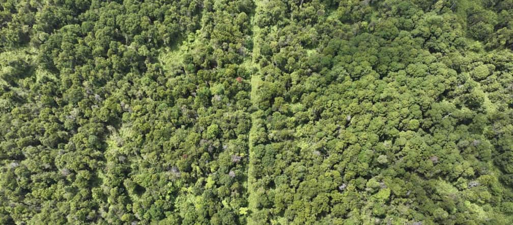Foto de floresta pantanosa tirada por drone