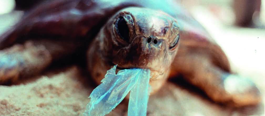 Cada vez mais lixo de plástico fatal chega nos mares. Foto: Ron Prendergast