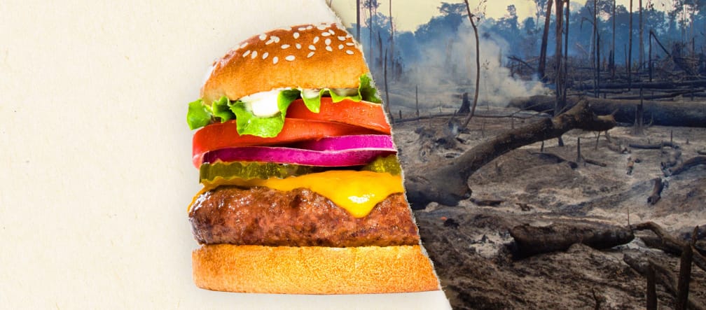 Burger King compra carne de fornecedores que destroem a floresta tropical Uma foto dividida – a metade um hambúrguer, a outra metade uma floresta desmatada