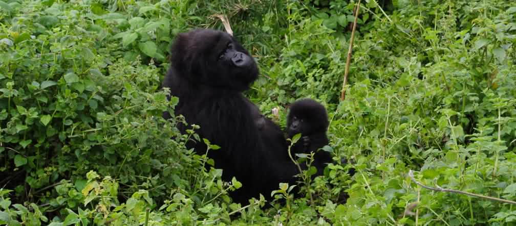 Mãe gorila com bebê no Parque Virunga