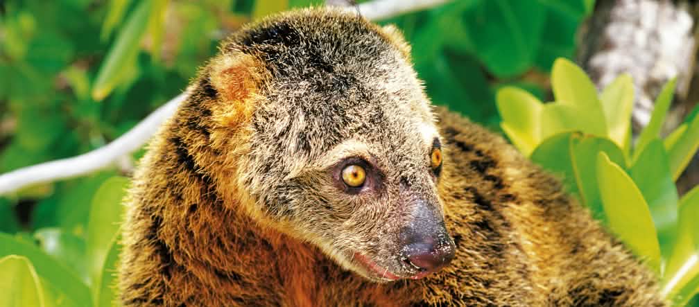 Muitas espécies, como o ailurops aqui, estão em vias de extinção