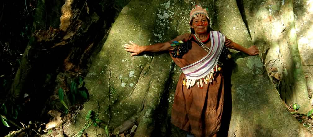 Guardiães da floresta