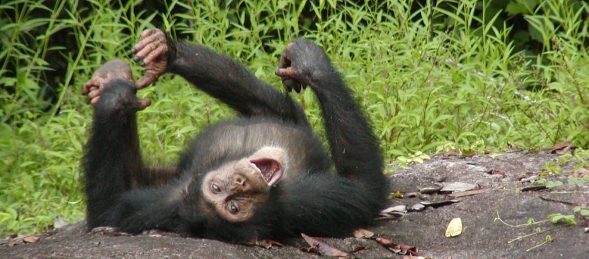 Jovem chimpanzé