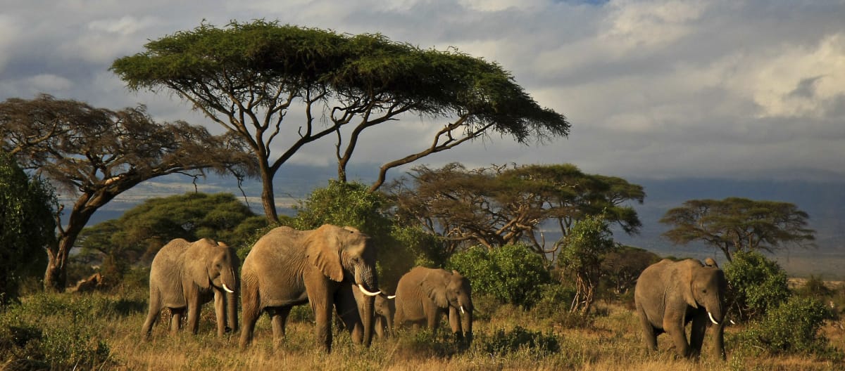 Elefantes e árvores de savanas