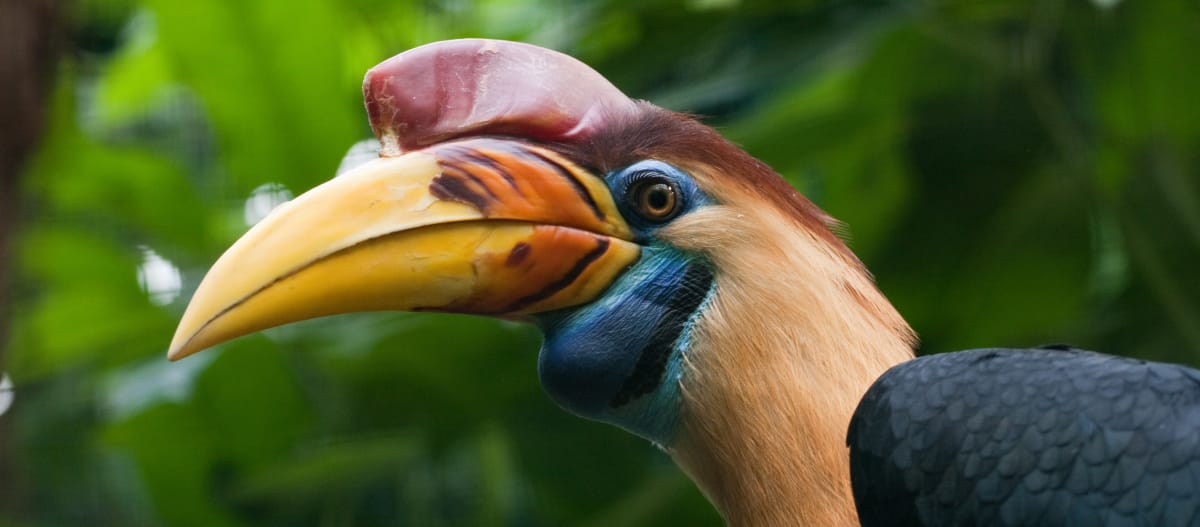 Um calau colorido na floresta de Sulawesi