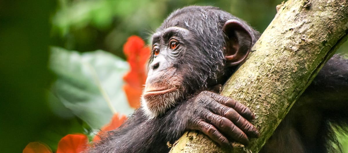 Chimpanzé na Libéria