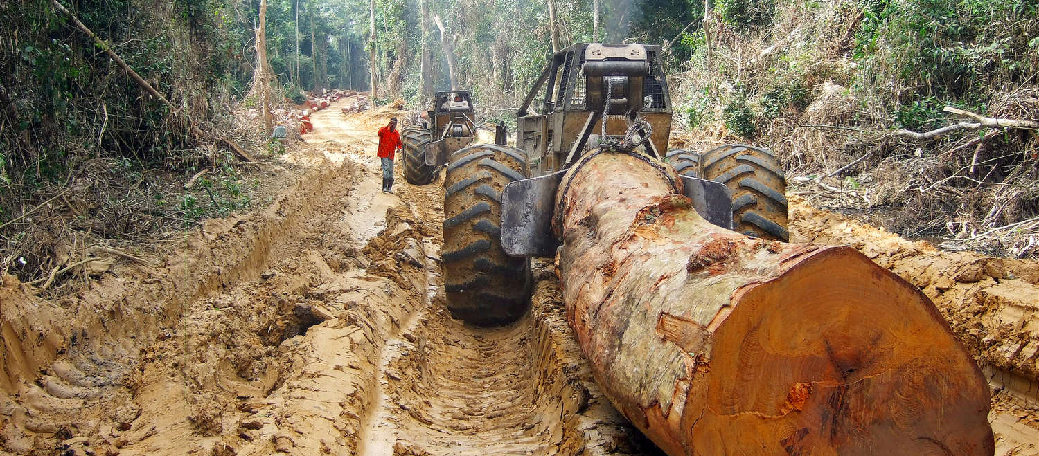 Uma árvore gigante é transportada na floresta tropical