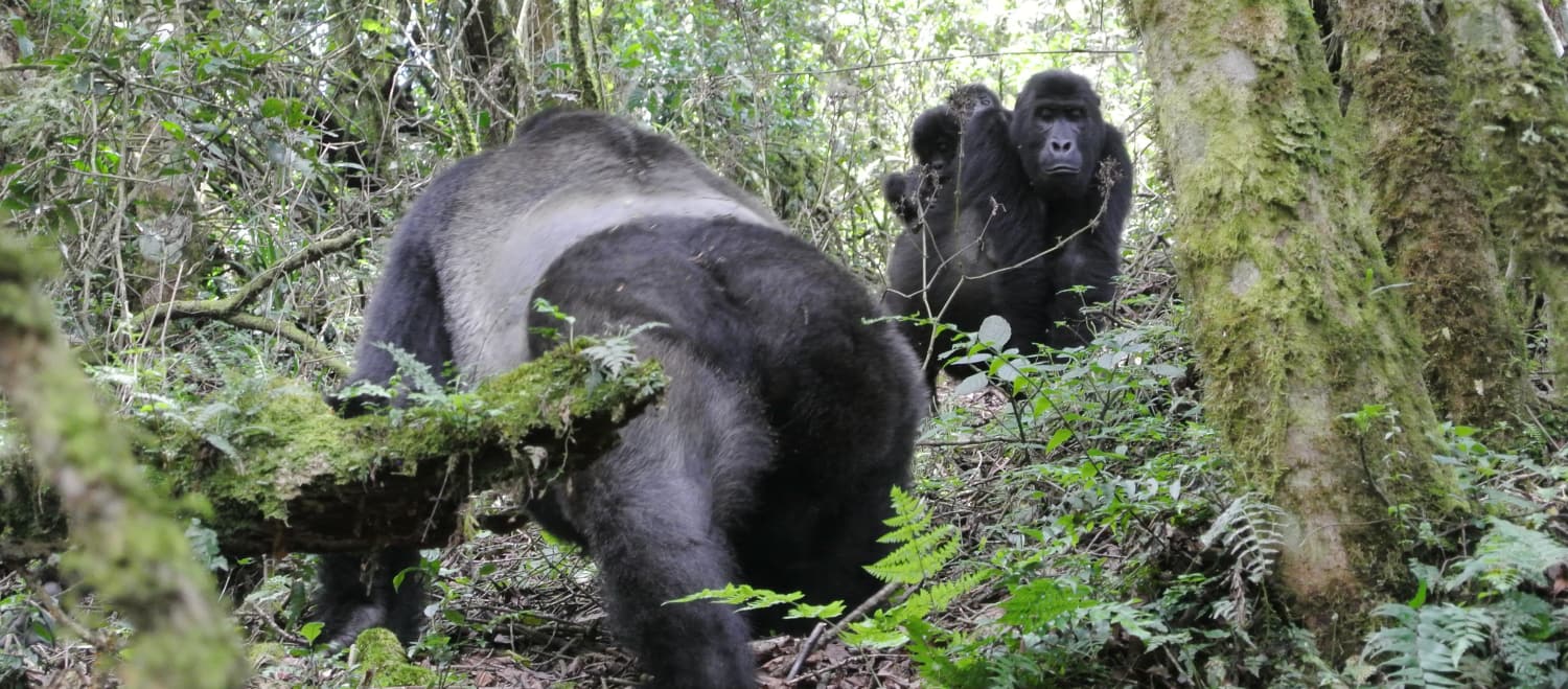 Gorila-de-grauer com bebês gêmeos no Parque Nacional Kahuzi-Biega