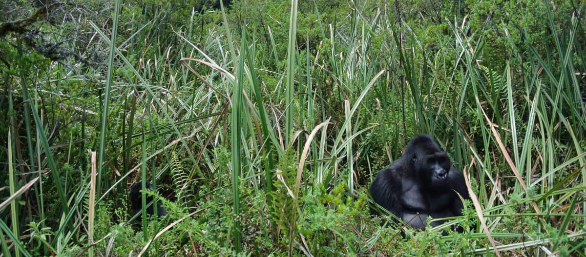 O gorila Bonané junto a bambus