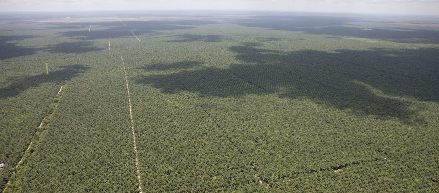 Vista aérea de uma monocultura de palmas de óleo (dendê) estendendo-se até a linha do horizonte
