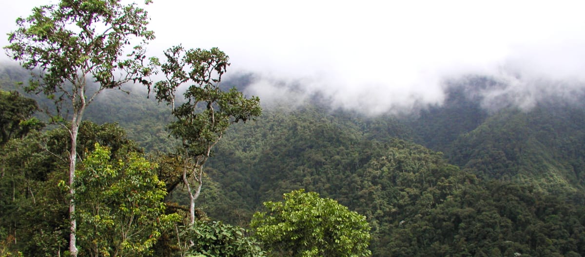 Floresta nublada nas montanhas da região INTAG, no norte do Equador