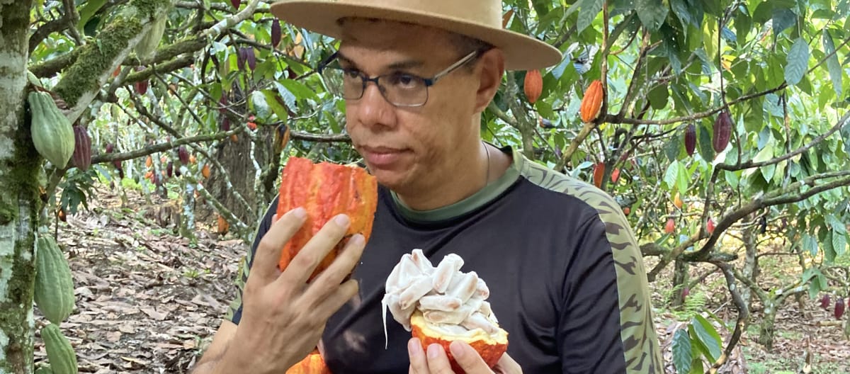 Um homem cheira um fruto de cacau cortado na floresta tropical