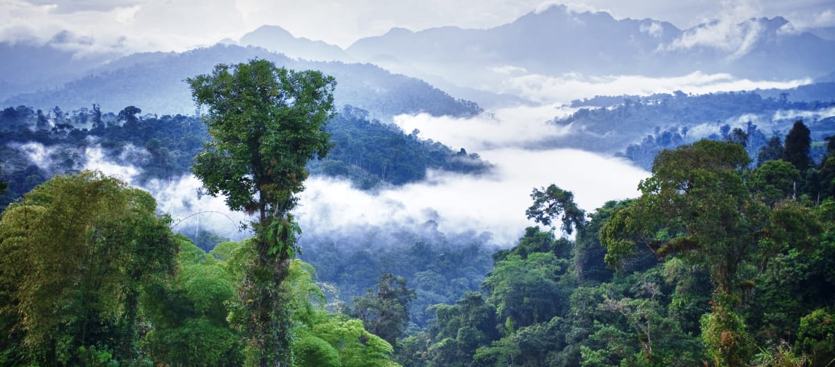 A Floresta de Encostas “Los Cedros” no Equador