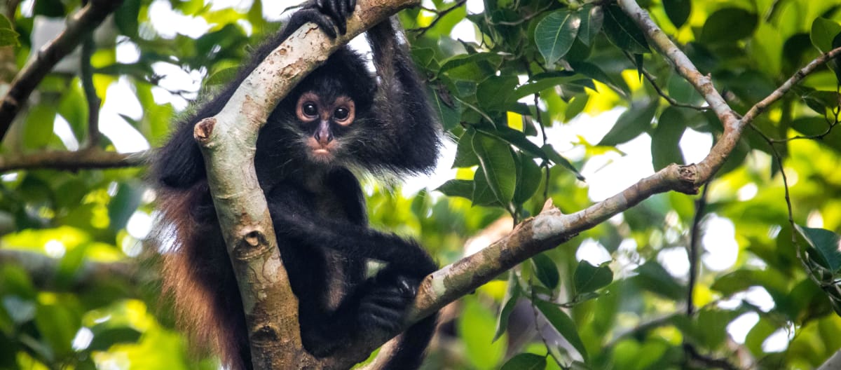 Macaco-aranha a pendurar-se em um galho