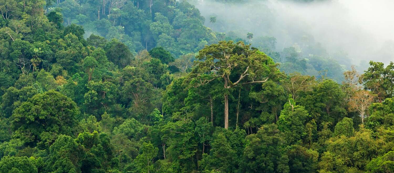 Floresta amazônica sob neblina