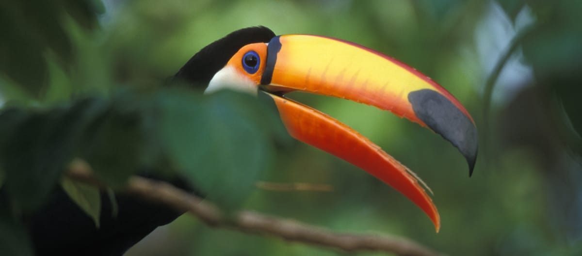 Tucano gigante em um galho na floresta tropical