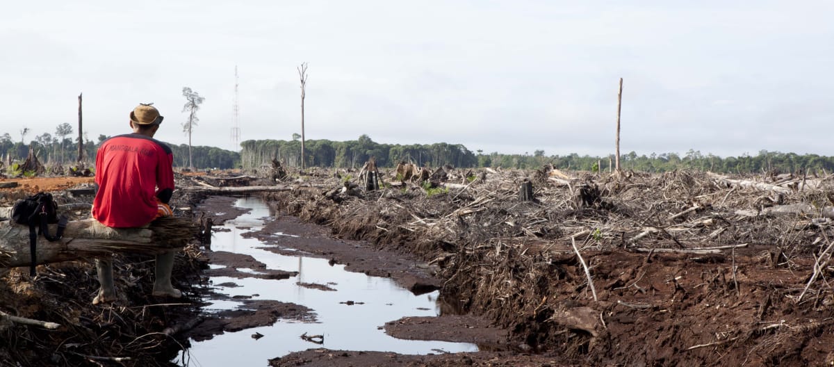 A triste verdade: desmatamento e destruição da floresta tropical