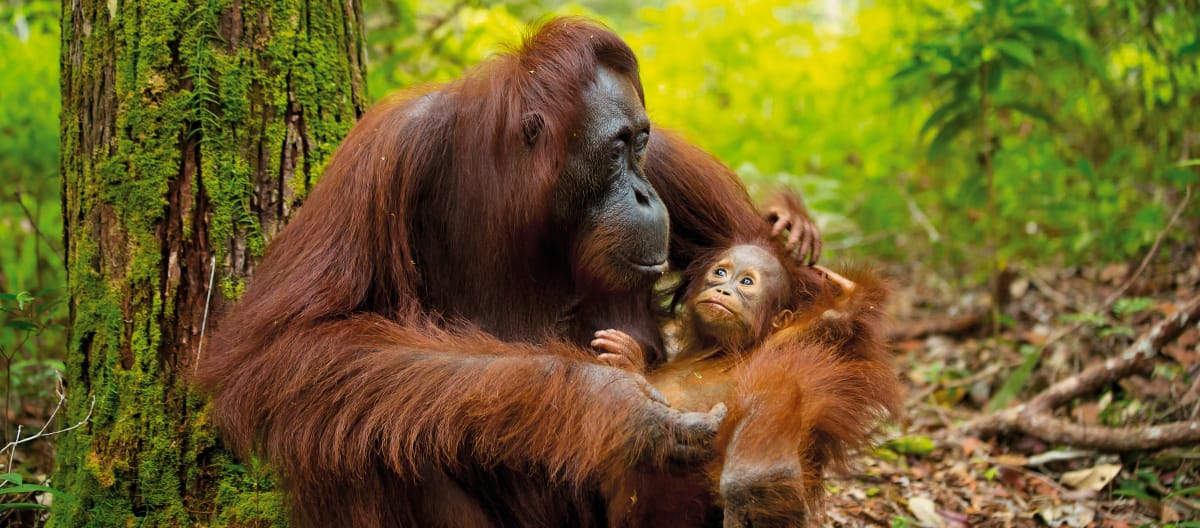 Orangotango com seu filhote