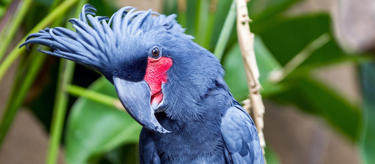 Cacatua-das-palmeiras