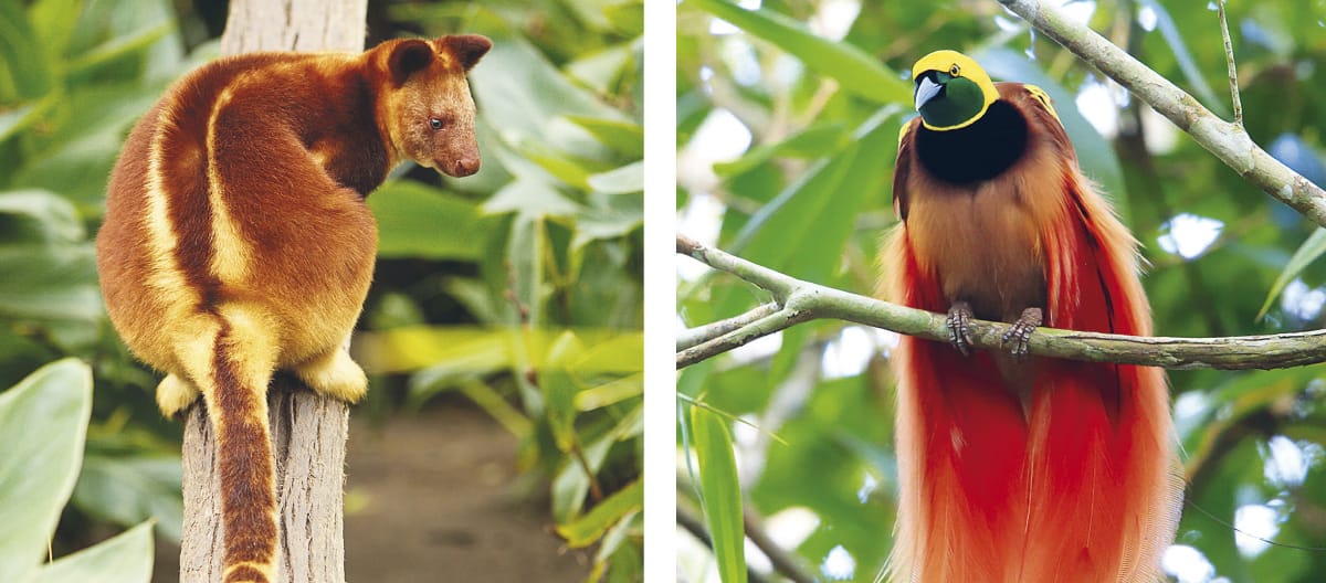 Colagem: Biodiversidade em Papua