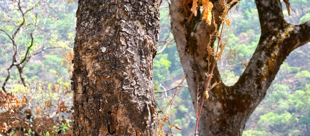 Tronco de jacarandá em Taraba State, Nigéria