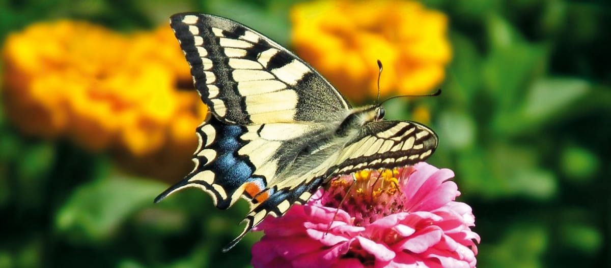 Borboleta-rabo-de-andorinha